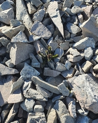 Veronica haastii