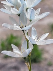 Ixia polystachya polystachya