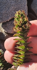 Veronica haastii