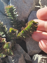 Veronica haastii