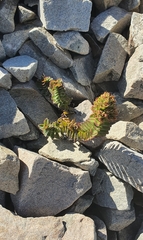 Veronica haastii