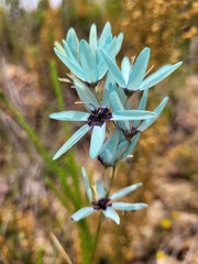 Ixia viridiflora