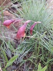 Gladiolus woodii