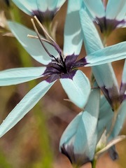 Ixia viridiflora