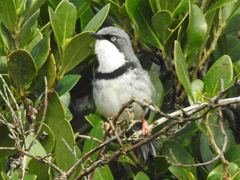Apalis thoracica claudei