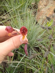 Gladiolus woodii