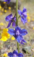 Delphinium uliginosum