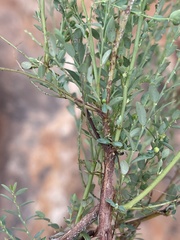 Phyllanthus loandensis