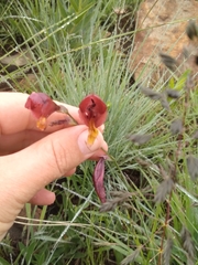 Gladiolus woodii