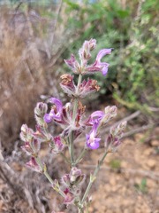 Salvia albicaulis