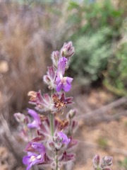 Salvia albicaulis