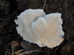 Heterobasidion parviporum