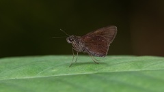 Ancistroides nigrita