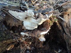 Heterobasidion parviporum