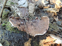 Heterobasidion parviporum