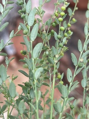 Phyllanthus loandensis