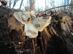 Heterobasidion parviporum