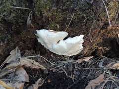 Heterobasidion parviporum