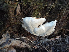 Heterobasidion parviporum