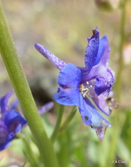 Delphinium uliginosum