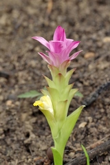 Curcuma aromatica