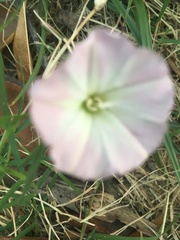 Ipomoea capillacea