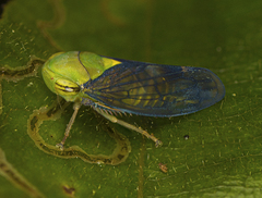 Tartessini