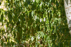 Monococcus echinophorus