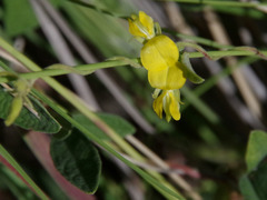 Cajanus scarabaeoides
