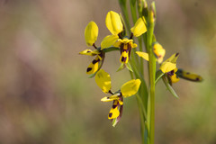 Diuris septentrionalis