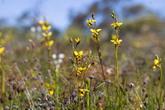 Diuris septentrionalis