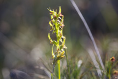 Prasophyllum gracile