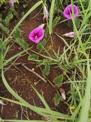 Ipomoea ommanneyi