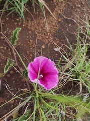 Ipomoea ommanneyi