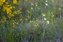 Diuris septentrionalis