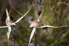 Caladenia varians
