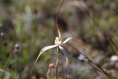 Caladenia varians