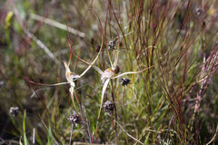 Caladenia varians