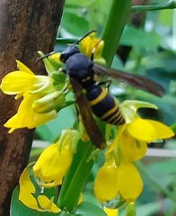 Anterhynchium flavolineatum