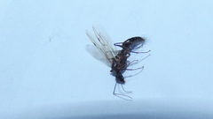 Camponotus