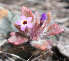 Collomia diversifolia