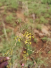 Chamarea