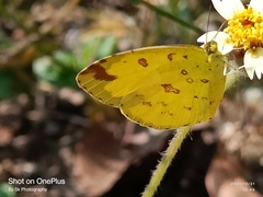 Eurema hecabe