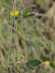 Cajanus scarabaeoides