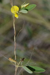 Cajanus scarabaeoides