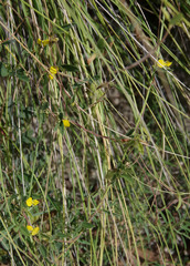 Cajanus scarabaeoides