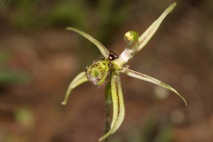 Caladenia mesocera