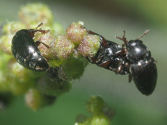 Brachypterus urticae