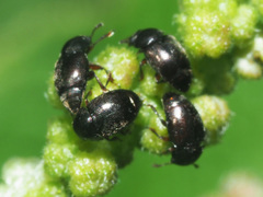 Brachypterus urticae