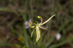 Caladenia mesocera